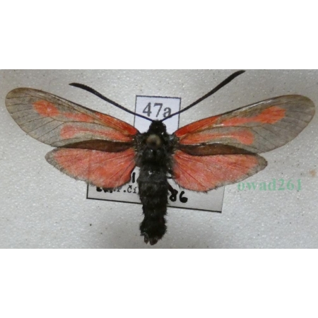Zygaena osterodensis Reiss, 1921 Czech47a